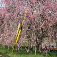 枝垂桜をママと一緒にとりにいきました