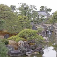 京都二条城の桜