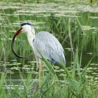 アオサギの捕食