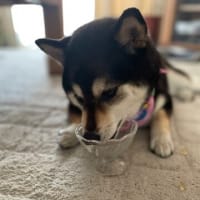 ハナ、もう夏バテ？