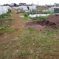 6月5日・ナス補植！