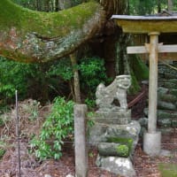  高知県安芸市、尾川乙「十二所神社のスギ」です！！