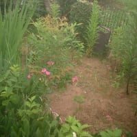 暑い中オジンの小さな庭の草むしりをしました。