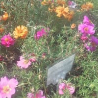 花壇当番