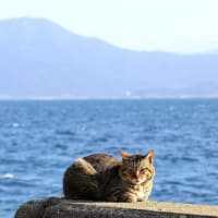 九州E島の猫たち　2024年3月　その22