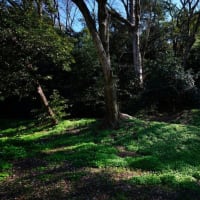赤塚公園でニリンソウが咲きました！（2024.3.27撮影）