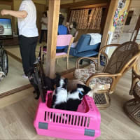 みなみトライアルへ　そしてセラピードッグも