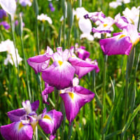 今年の大和中央公園の花菖蒲