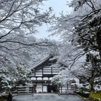 今年は雪がよく降ります