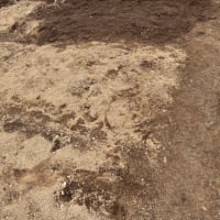 タマネギの収穫が終わりました。