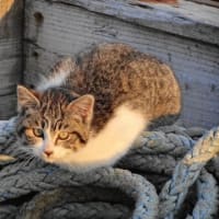 港の猫　Ⅴ
