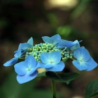 アジサイ公園