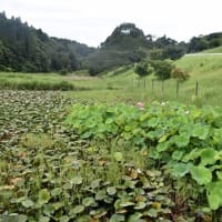 雨の日のハス　期待ほど降らず　2025/07/10（鹿児島）