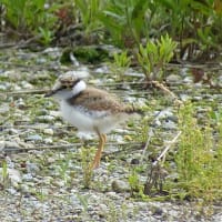 コアジサシの幼鳥