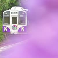 渥美線と紫陽花、其の十一