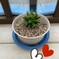 大きく成長〜🌵