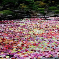 由志園の池泉に浮かぶダリア