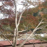 時季外れのゆり