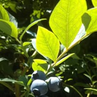季節の味　ブルーベリー