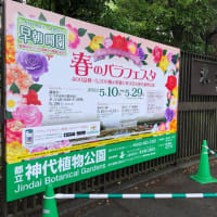 石垣島を転出して半年／神代植物公園