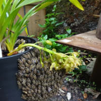 今年の二ホンミツバチ分蜂