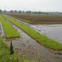 梅雨入発表後の田んぼコースを歩く