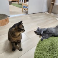 春の幸せ報告　自分のおうちは最高なのにゃ！
