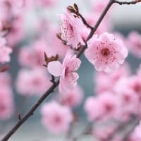 高額療養費の見送り：3月7日の裏側で