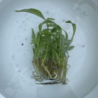 2024エビネ　瓶出し開始