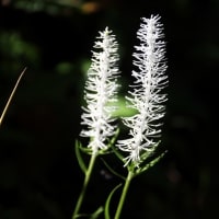 治療の合間に少しだけ花散策！（ギンランとキンラン、シライトソウと！）