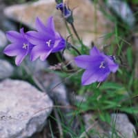 八方尾根の花　イワギキョウ