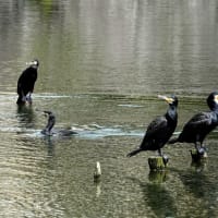 今日の鳥
