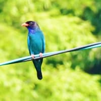 ブッポウソウの雛、そろそろ巣立ちでしょうか