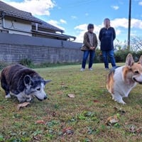 今日はさくドレシャンプーデー