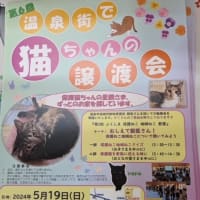 【明日開催】第６回温泉街で猫ちゃんの譲渡会