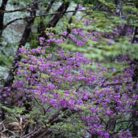 岩岳　シロヤシオとミツバツツジ　大木で花数も多い