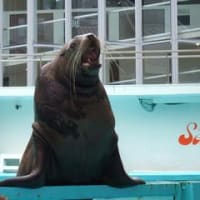 海獣ショーで