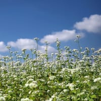 ★雪が降ったような蕎麦畑と夏の終わりの青空　2024