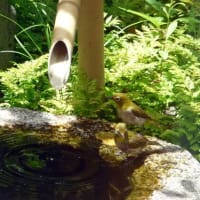 鳥たちが水を飲みにやって来ます