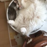 夏の玉座