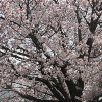 🌸さくらと鯉のぼり
