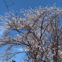 桜を訪ねて