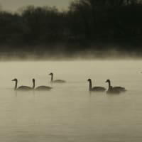 川霧と白鳥　Ⅱ　（墨絵の白鳥）