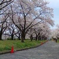 新発田中央公園の桜 満開