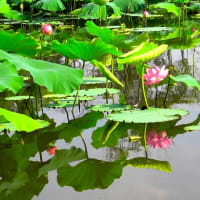 『水元公園で蓮を鑑賞』