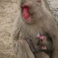 小豆島で出会った動物達