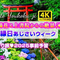 【4K】#柳谷観音 あじさいウィーク2025事前予習 #楊谷寺 &アンブレラスカイ🎐17日縁日シャトルバスで行く！見どころ完全ガイド #ひとり旅 #あじさい #花手水