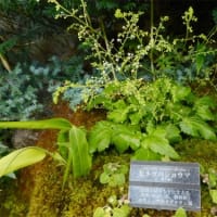 井頭公園の花ちょう遊館３
