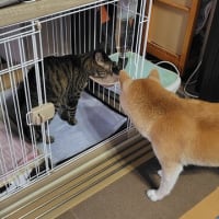 毎日可愛い。