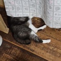 頭隠して